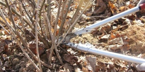 Priprema ogrozda za zimu u jesen: obrezivanje i njega